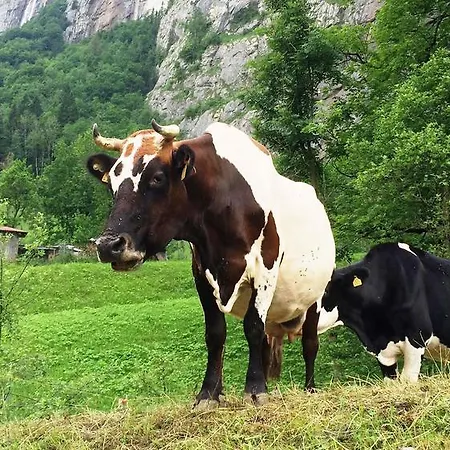 Jungfrau Camping Lauterbrunnen
