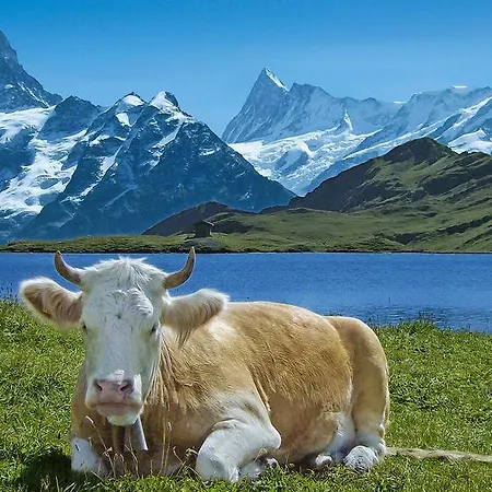 Jungfrau Campsite