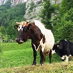 Jungfrau Kemping Lauterbrunnen