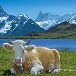 Jungfrau Kemping