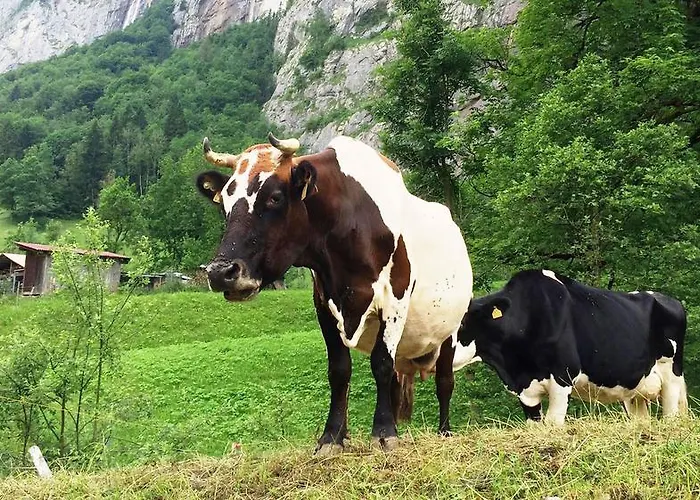 Jungfrau Parque de Campismo Lauterbrunnen